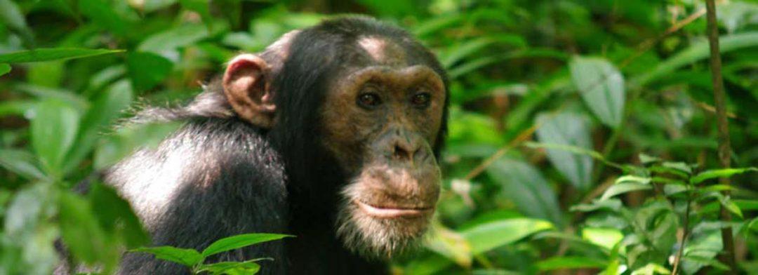 Best Time to go Chimpanzee Trekking in Uganda