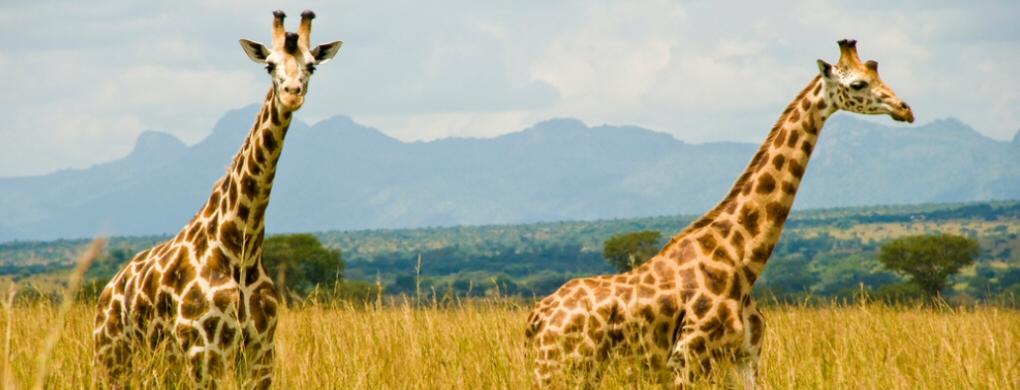 Distance from Kampala to Kidepo Valley National Park