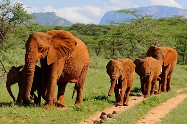 What is the biggest wild animal in Uganda? - African Elephant 