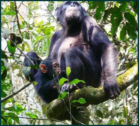 Chimpanzee Tracking Safari