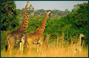 Best 5 Rwanda tour packages