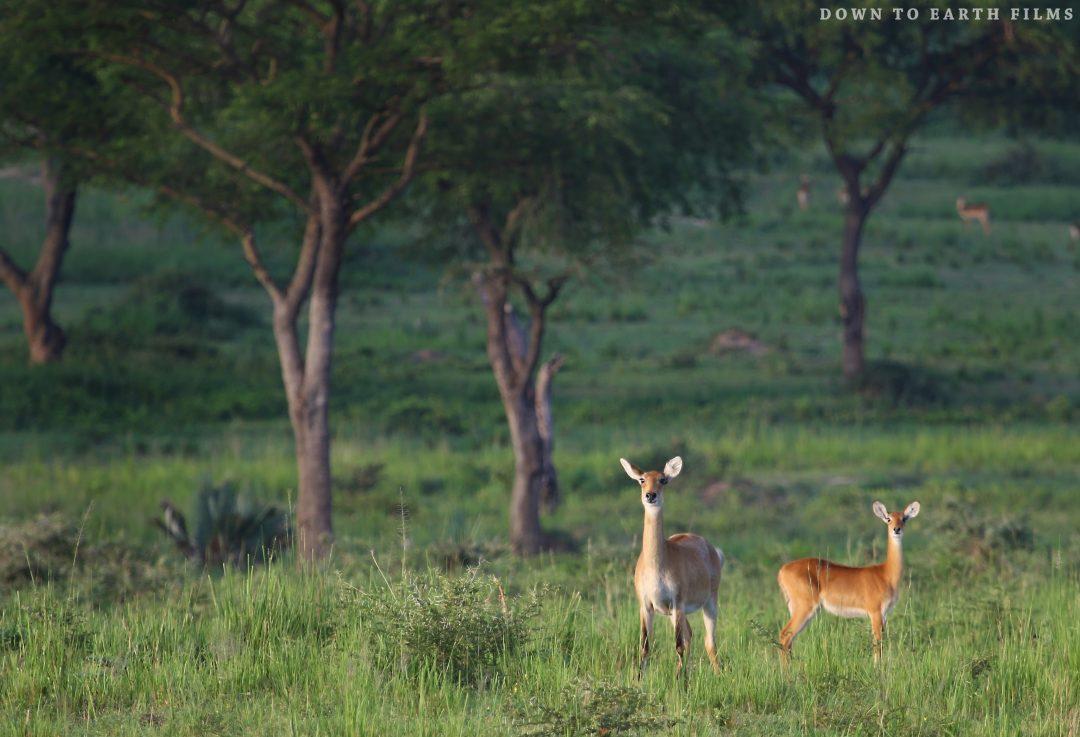 primates uganda safari