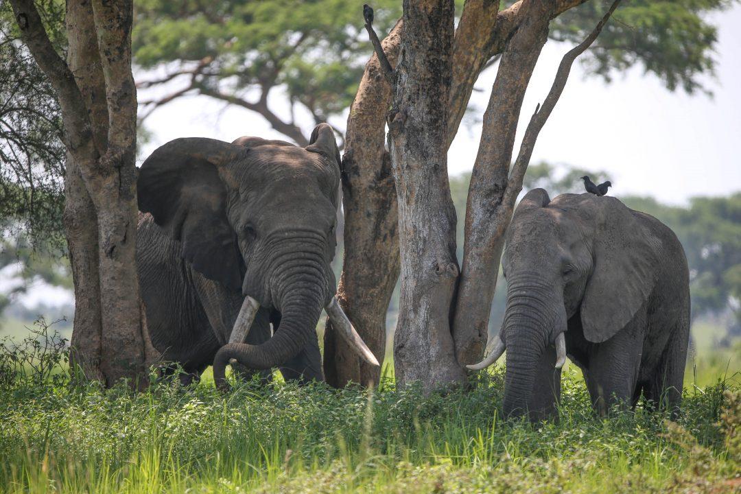 6 days Uganda Jungle trail safari
