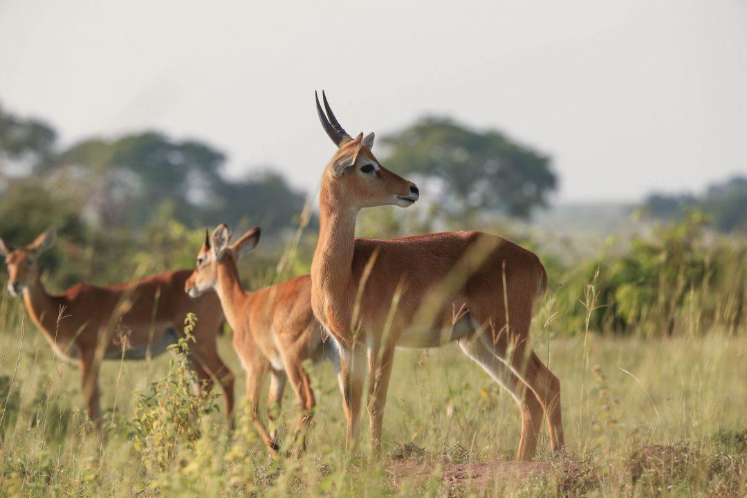 primates Uganda safari