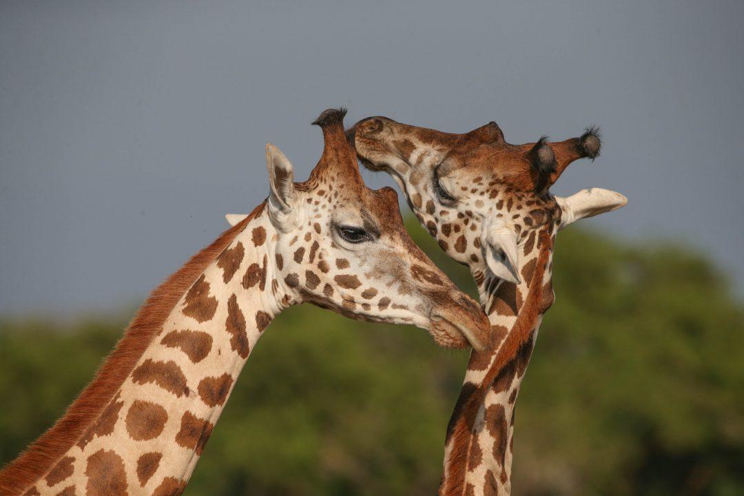 Uganda wildlife safari Murchison