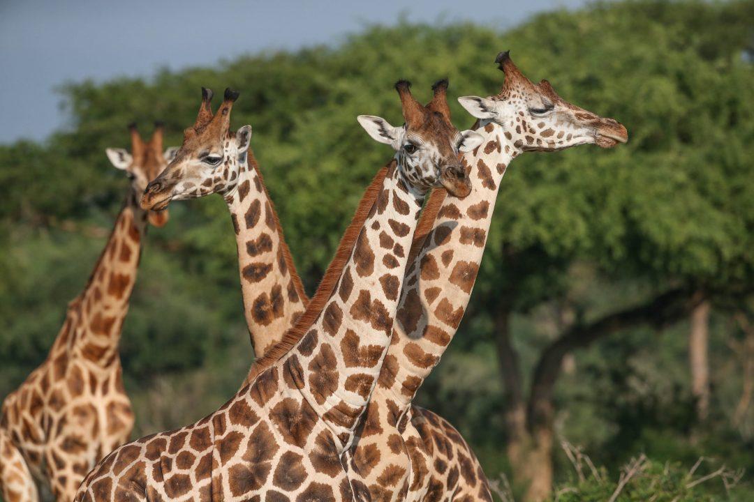 Uganda Wildlife Safari tour
