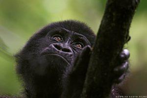 2019-2020 Cost for Gorilla Trekking in Uganda