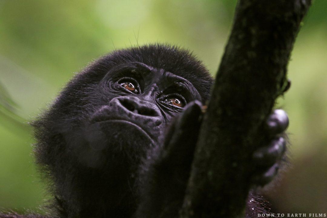 Gorilla trekking vs Habituation