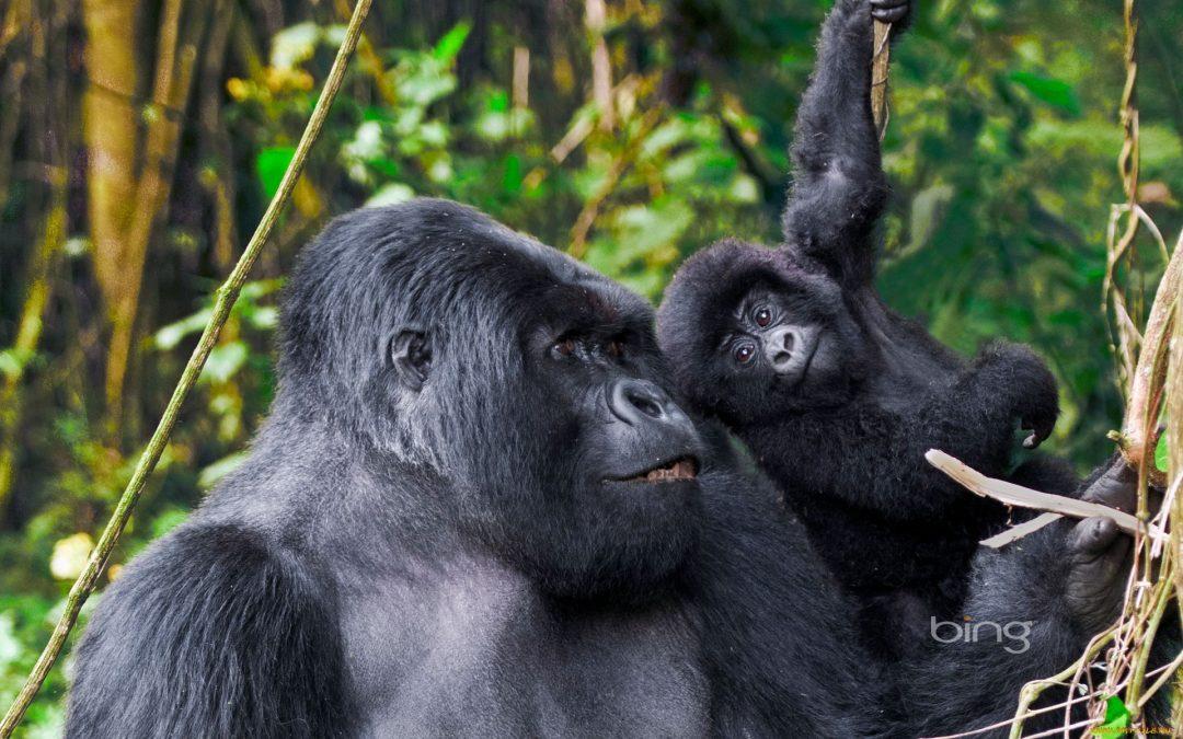 Threats to the Mountain gorilla population