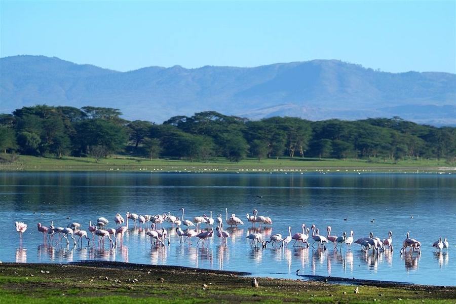 Lake Nakuru National Park tour Kenya Wildlife Safaris