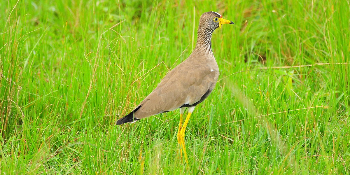 bird watching in Uganda