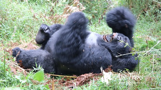 Planning Luxury Gorilla Safaris Uganda & Rwanda
