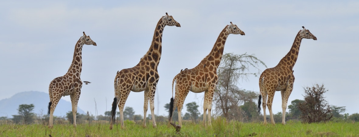 Giraffes in Uganda National Parks