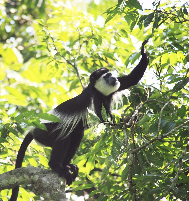 Primate Tracking Tours in Uganda 
