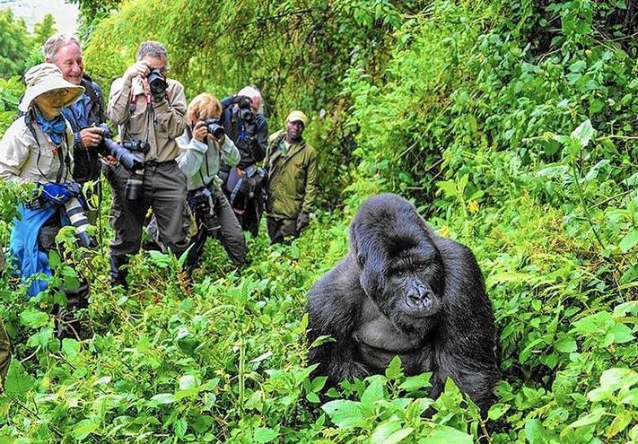Bwindi Forest Gorilla Trekking Uganda