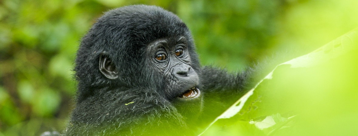 primates in Uganda