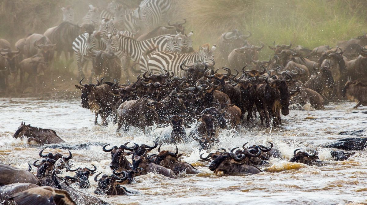 Kenya Wildlife Safari Holiday 