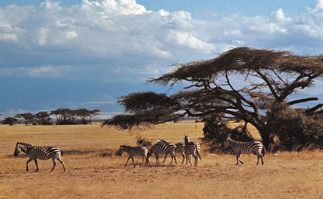 Mountain Kenya National Park Africa
