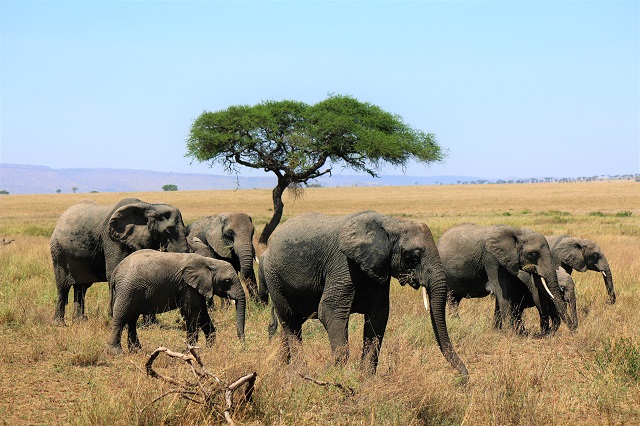 9 days Kenya Elegant Wildlife Safari