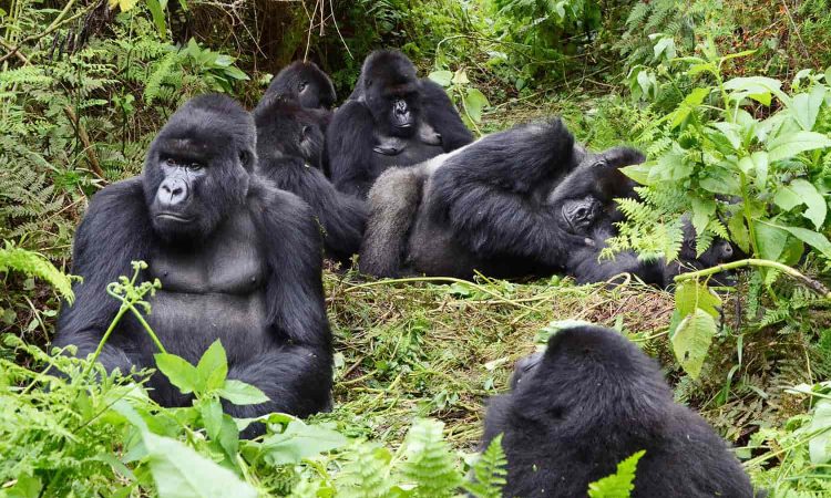where to see wild gorillas in Africa