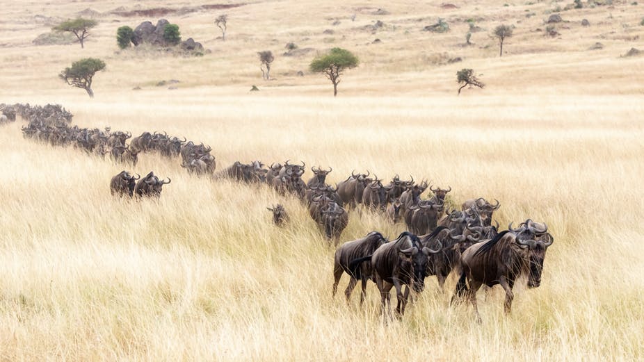 Serengeti Safari Tanzania