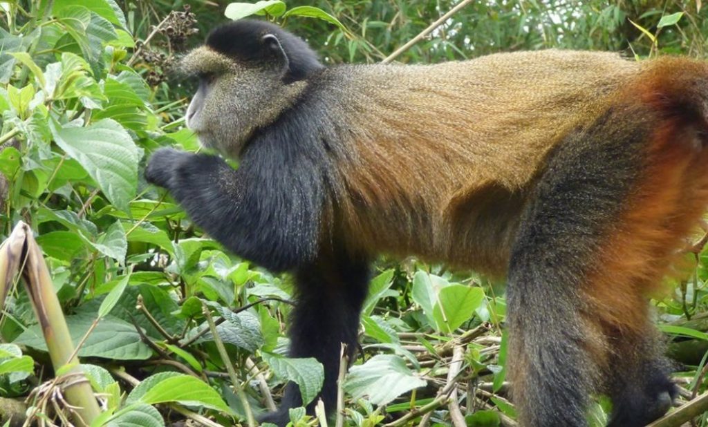 Mgahinga Golden Monkey Trekking Uganda 