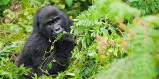 What do Mountain Gorillas eat in the Wild?