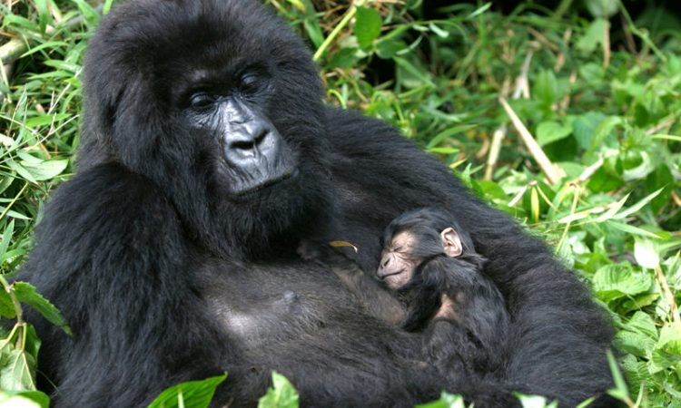 who is eligible to trek mountain gorillas in Africa