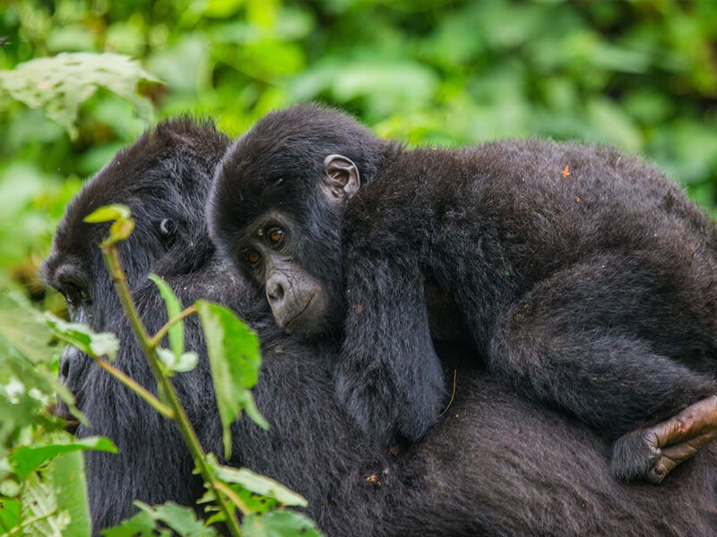 Best sector to trek mountain gorillas in Bwindi Forest