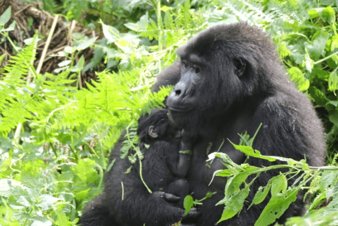  How many mountain gorillas are in the wild?