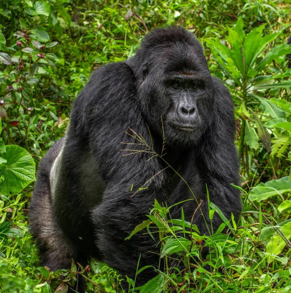 Uganda gorilla trekking age limit