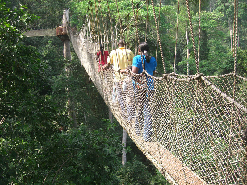 Nyungwe Canopy Walk Rwanda 