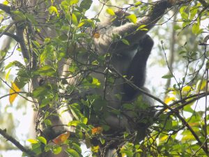 Chimpanzee Trekking Kibale Forest National Park