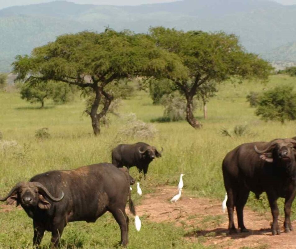 Buffaloes in Uganda 
