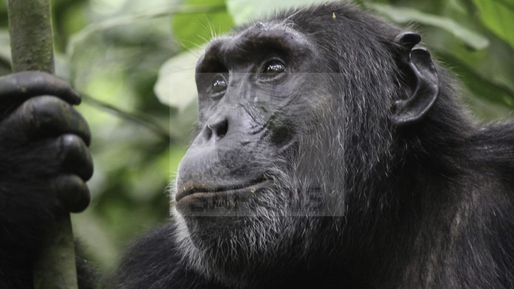 Chimpanzee Trekking Kibale Forest National Park