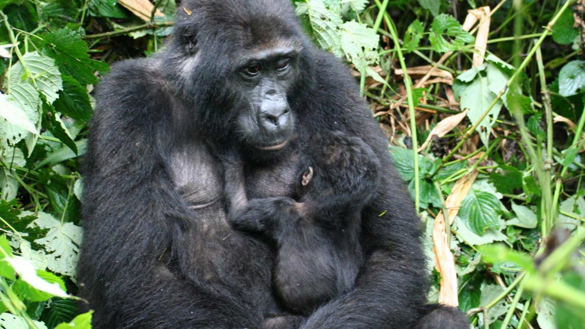 Uganda Gorilla Permit Cost
