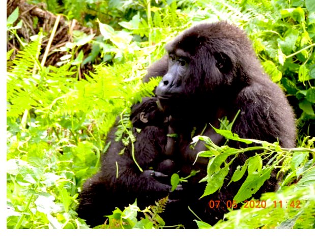 Gorilla baby boom Uganda