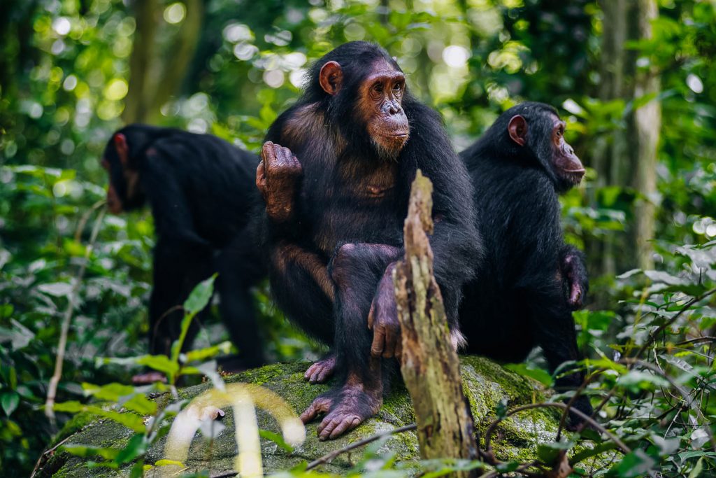 Big five safari in Uganda with Primate tracking