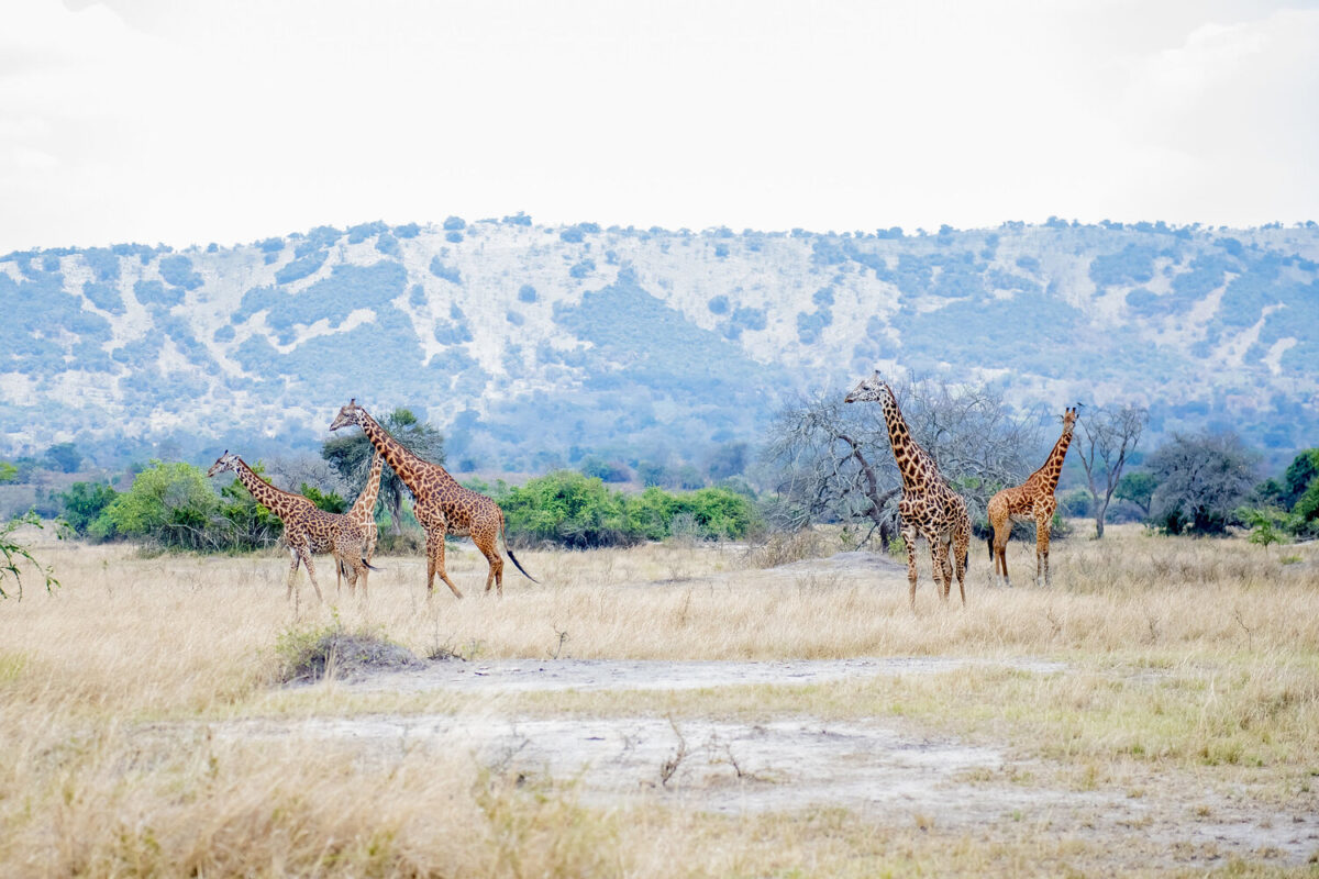 Rwanda wildlife safari tours – Game viewing