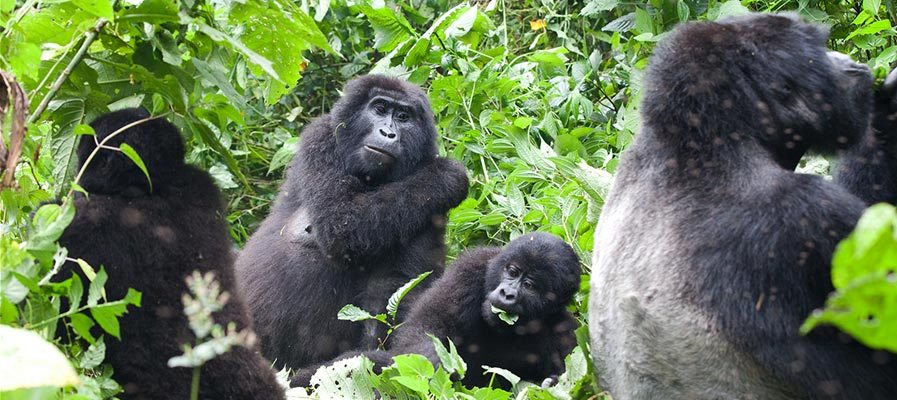 Gorilla Habituation in Bwindi Forest Uganda
