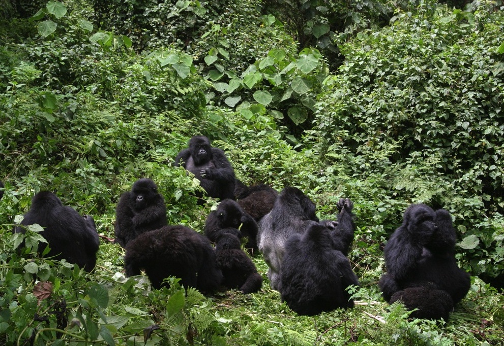 How many Mountain Gorillas are left in the wild 2021?