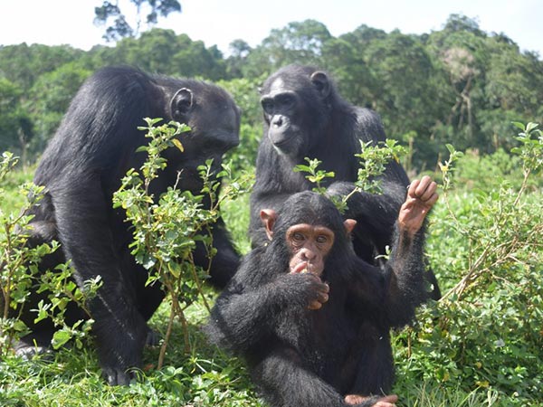 About Ngamba Island-Uganda’s Chimpanzee Sanctuary 