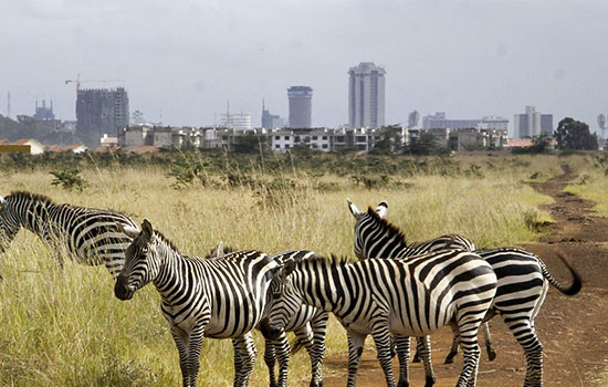 Nairobi National Park Safari 