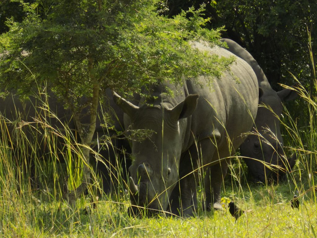 What to do Activities in Ziwa Rhino Sanctuary