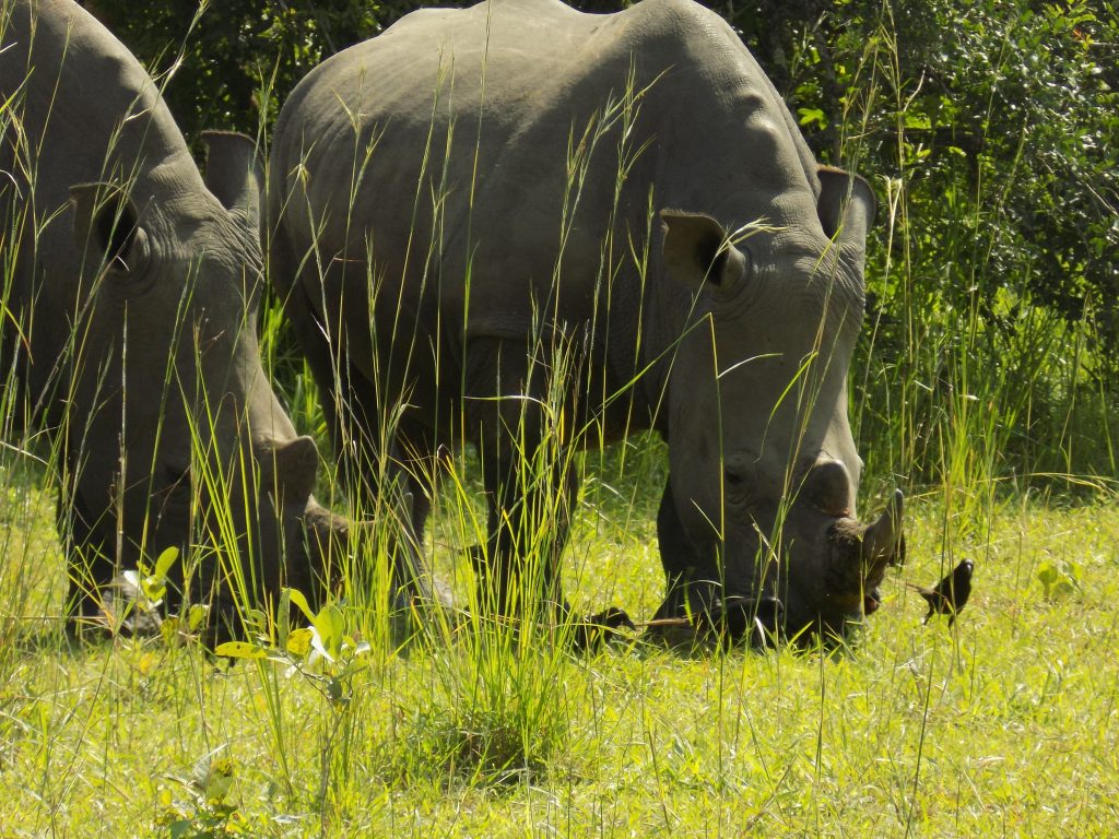 Top 10 Uganda Safari activities suitable for family trips
