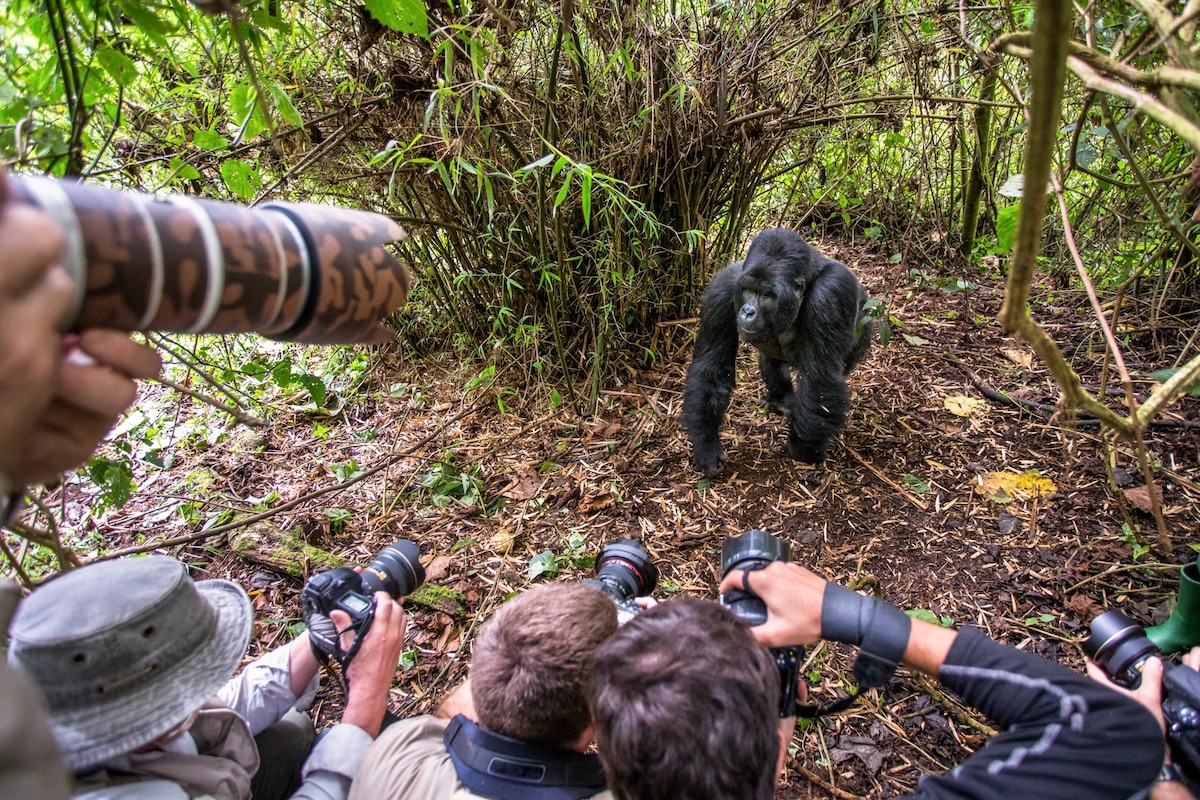 Is it safe to go gorilla trekking in Rwanda 2021