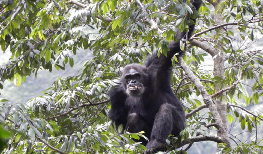 Primate tracking rules & regulations Uganda