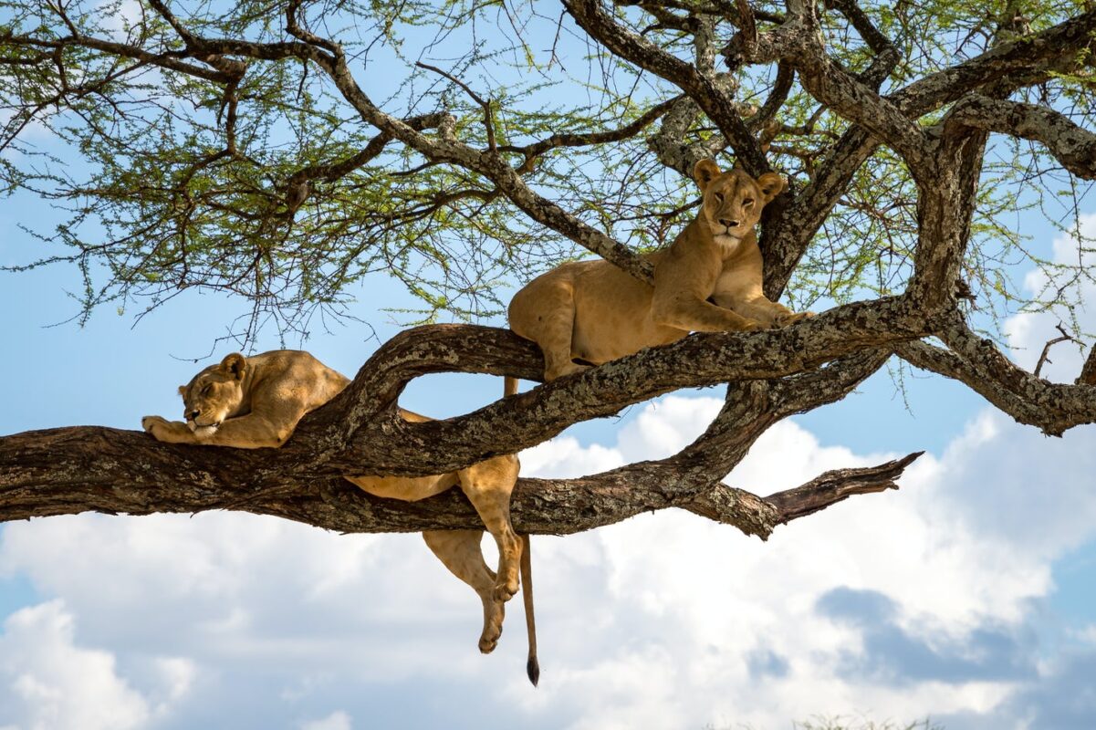 Tree climbing lions of Lake Manyara National Park