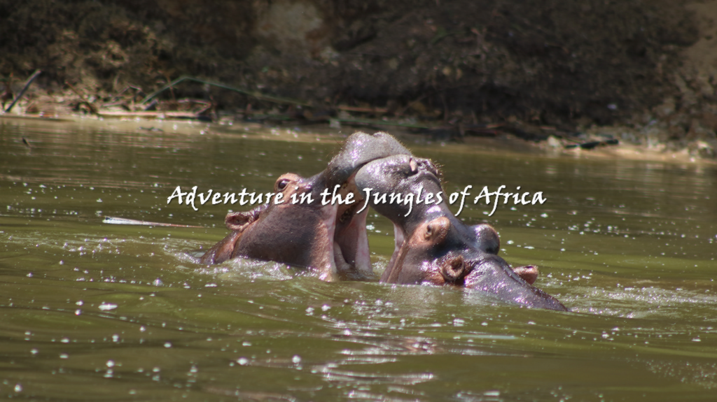 Affordable Uganda Wildlife Safari