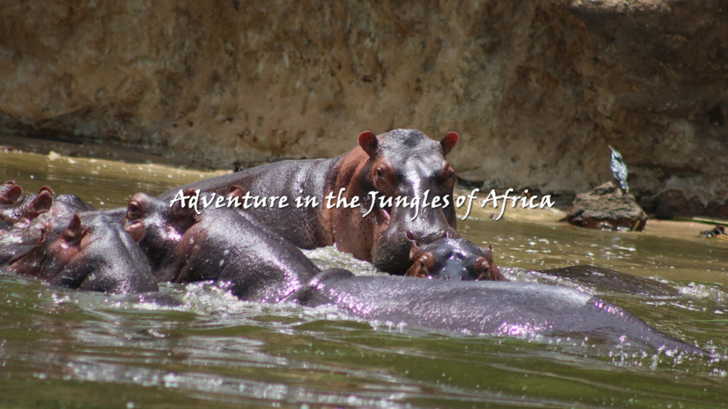 Affordable Uganda Wildlife Tour